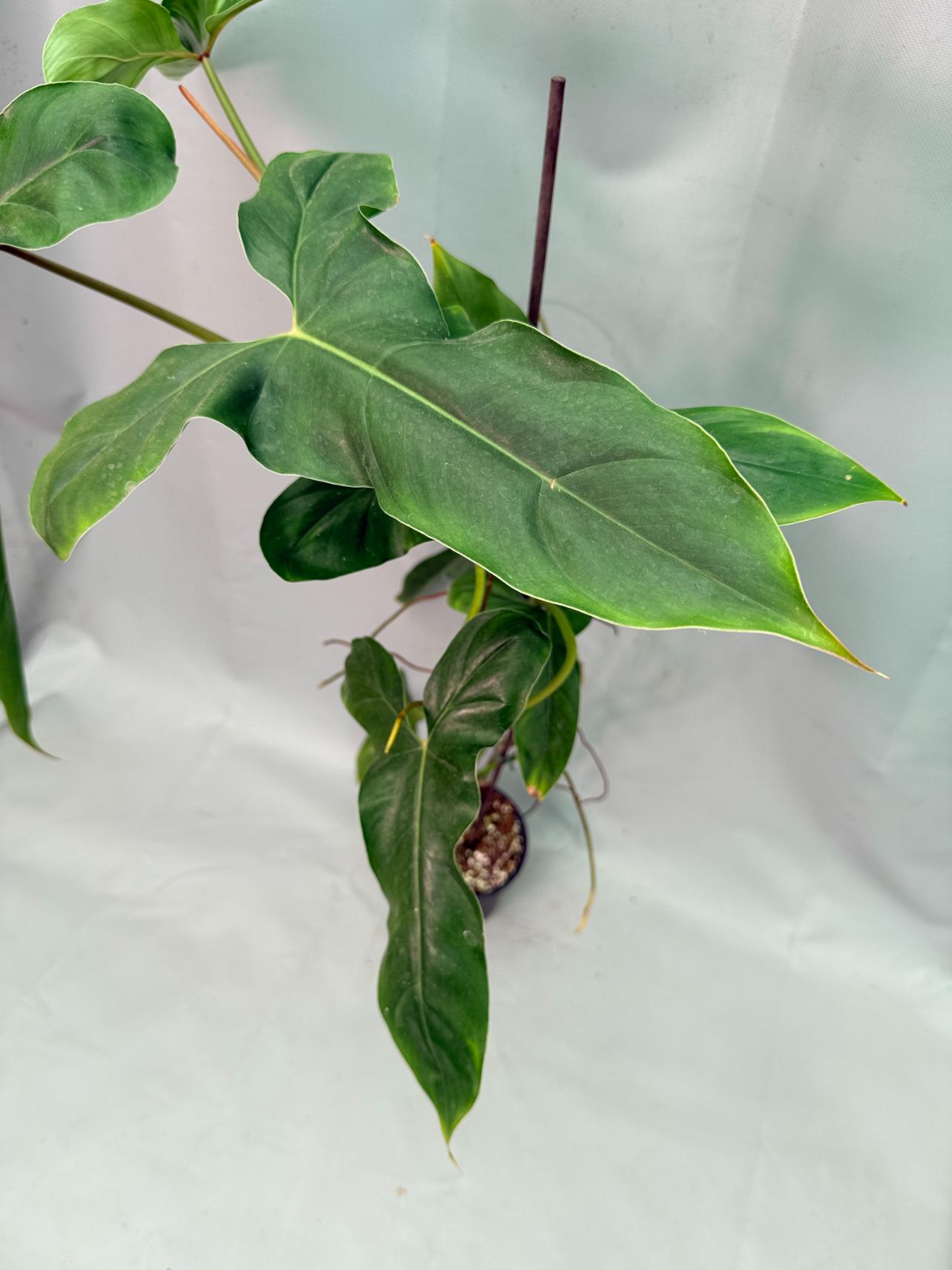 Philodendron Longilobatum Lelano Miyano large XXL 09