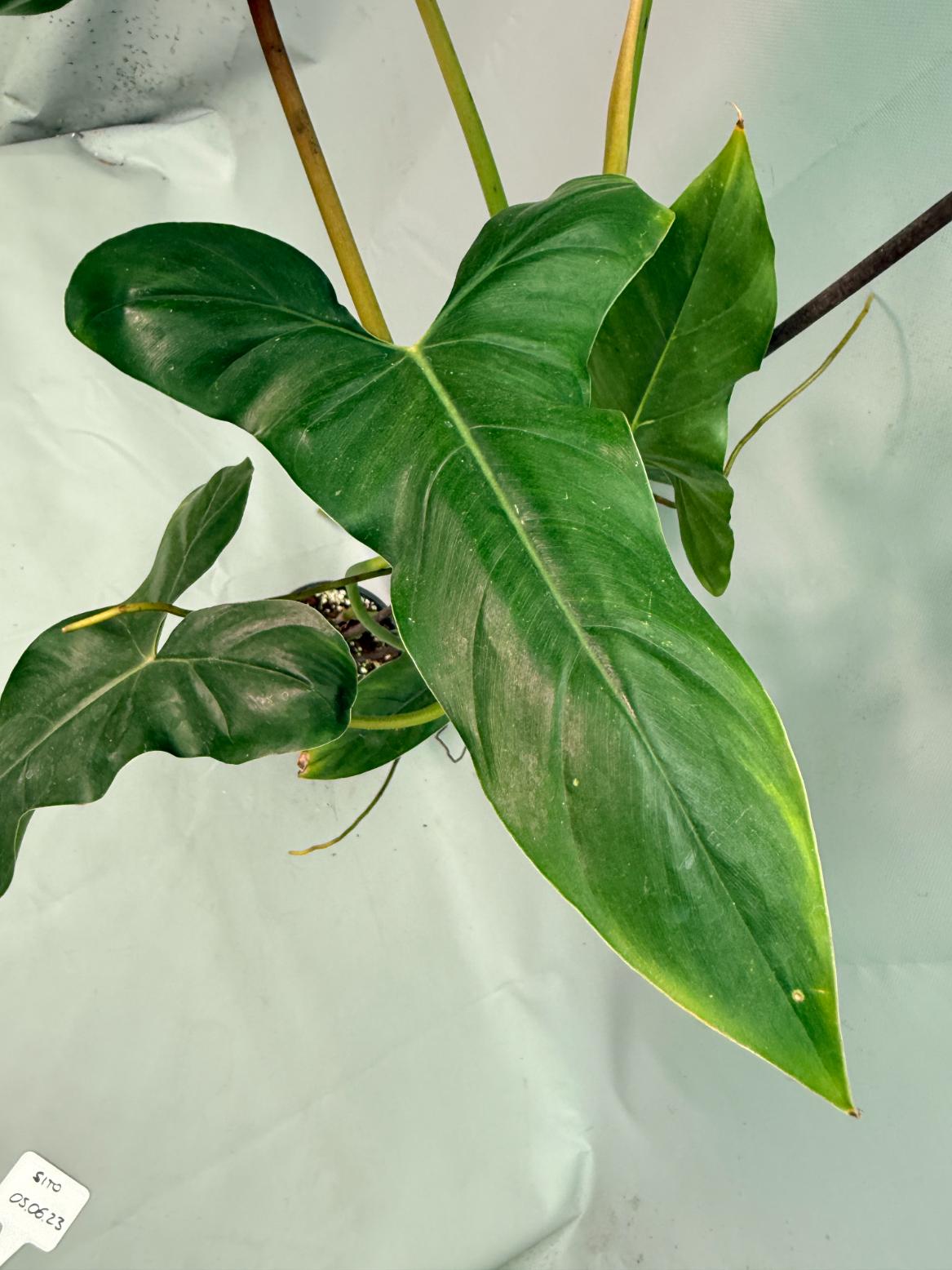 Philodendron Longilobatum Lelano Miyano large XXL 10