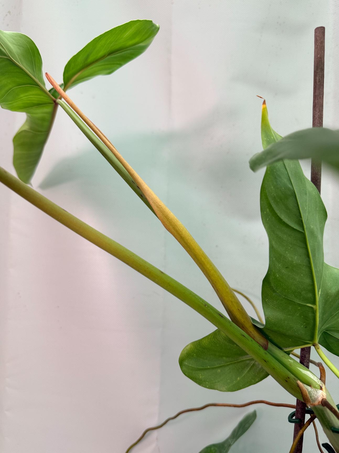 Philodendron Longilobatum Lelano Miyano large XXL 11