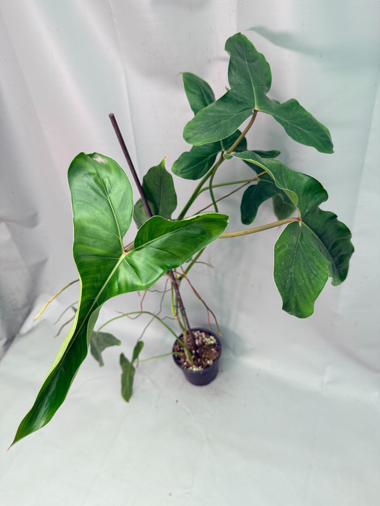 Philodendron Longilobatum Lelano Miyano large XXL 03