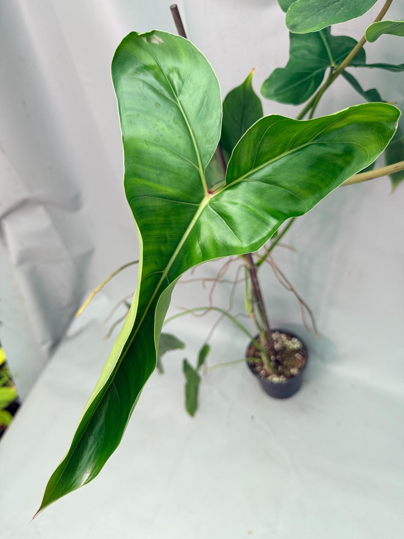 Philodendron Longilobatum Lelano Miyano large XXL 04