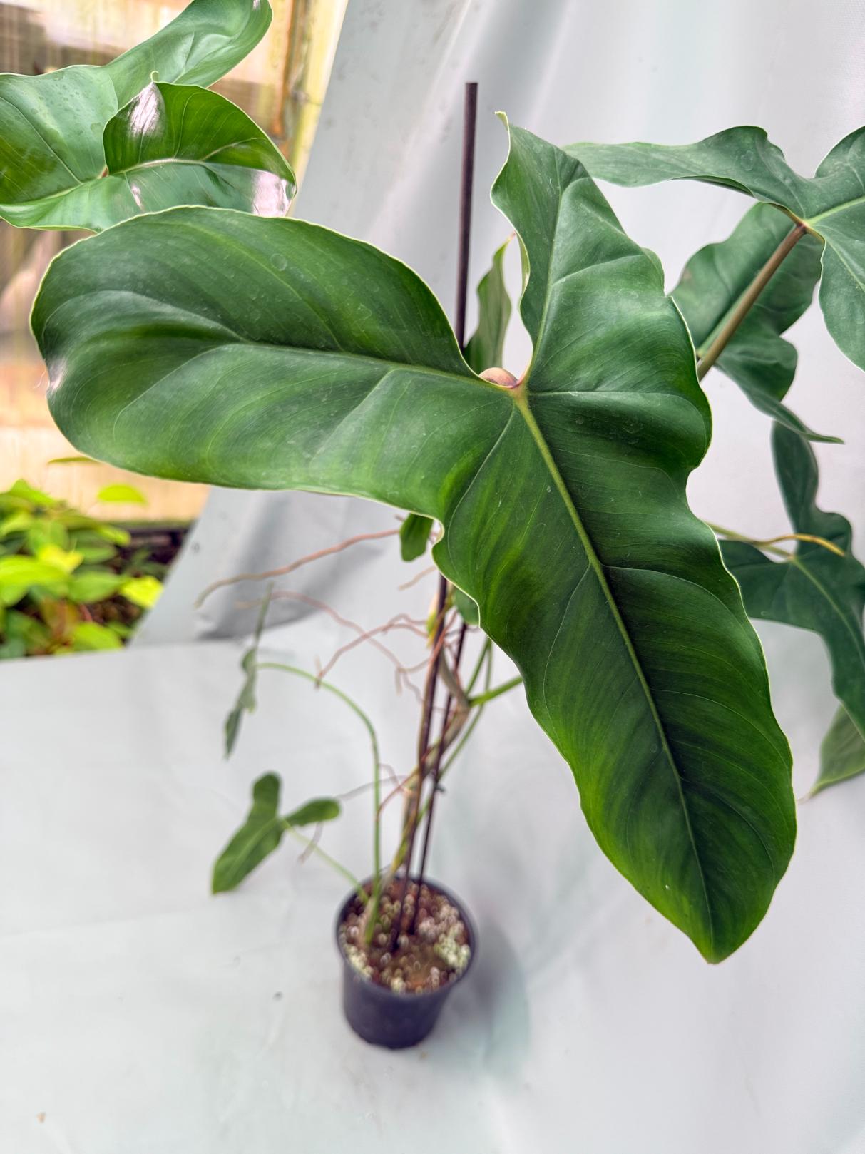 Philodendron Longilobatum Lelano Miyano large XXL 05