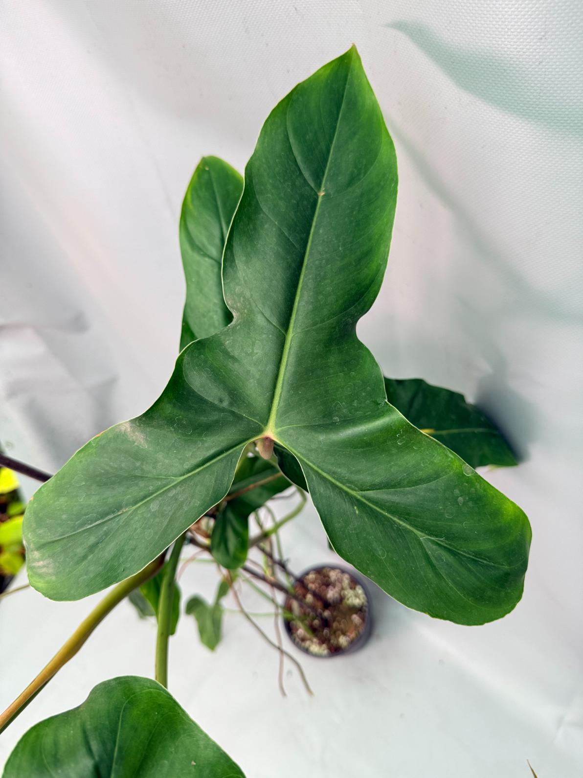 Philodendron Longilobatum Lelano Miyano large XXL 06