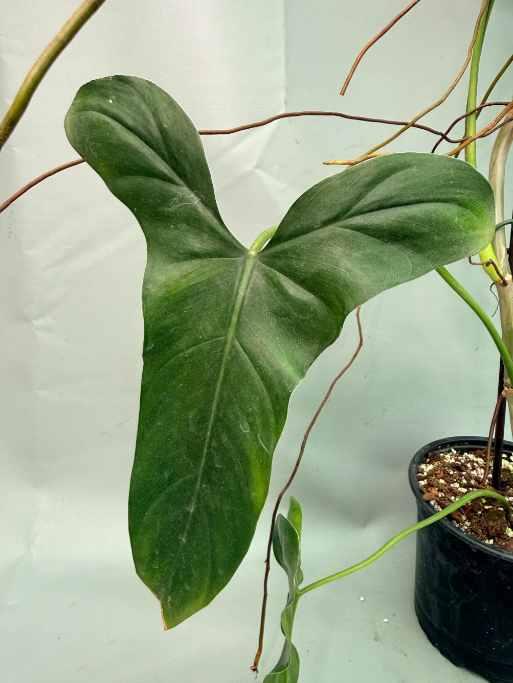 Philodendron Longilobatum Lelano Miyano large XXL 07