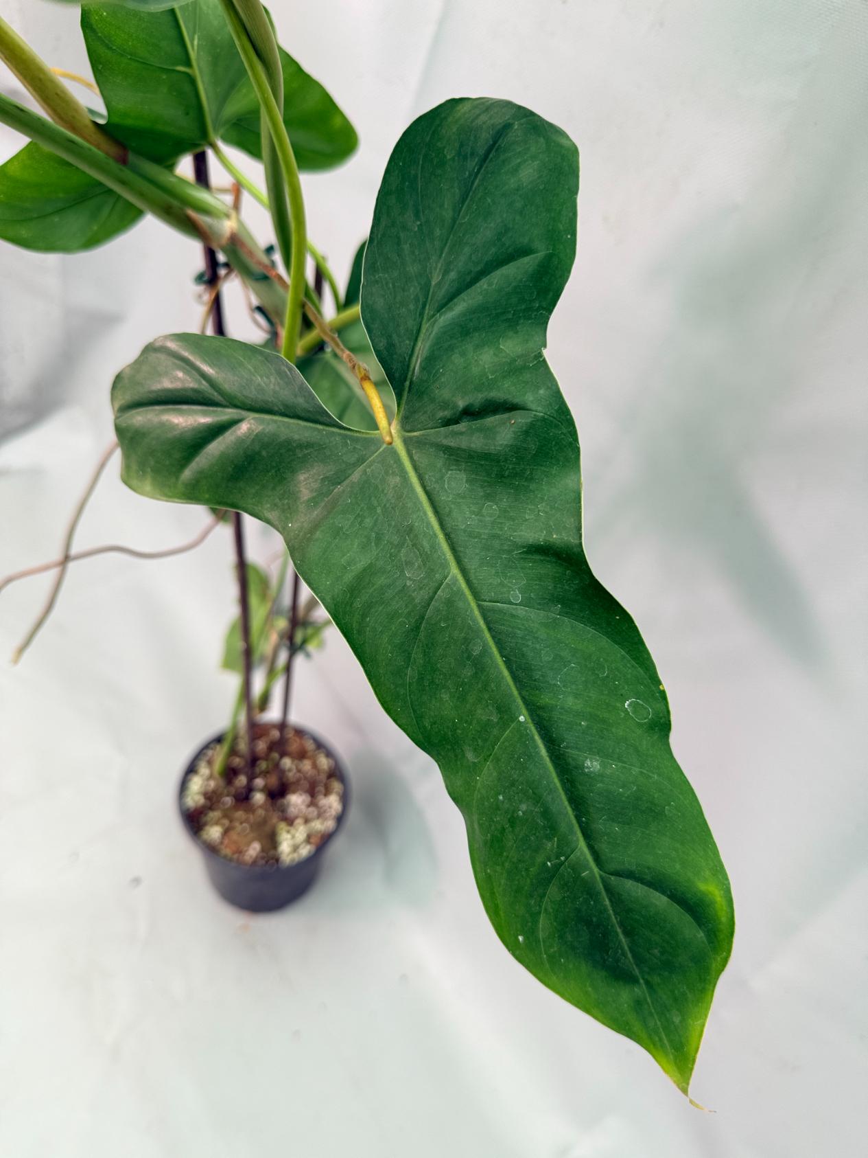 Philodendron Longilobatum Lelano Miyano large XXL 08