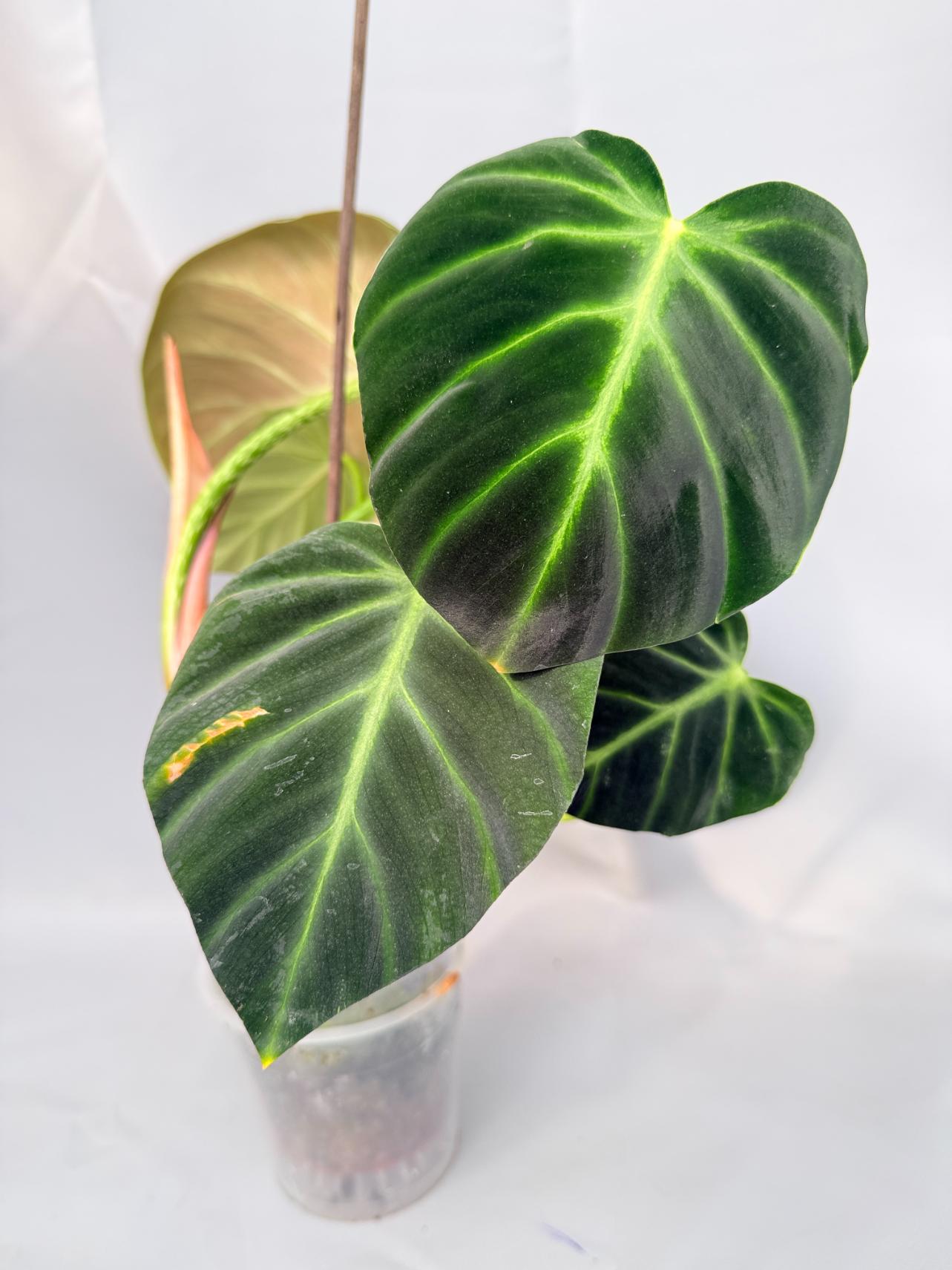 Philodendron Luxurians 01