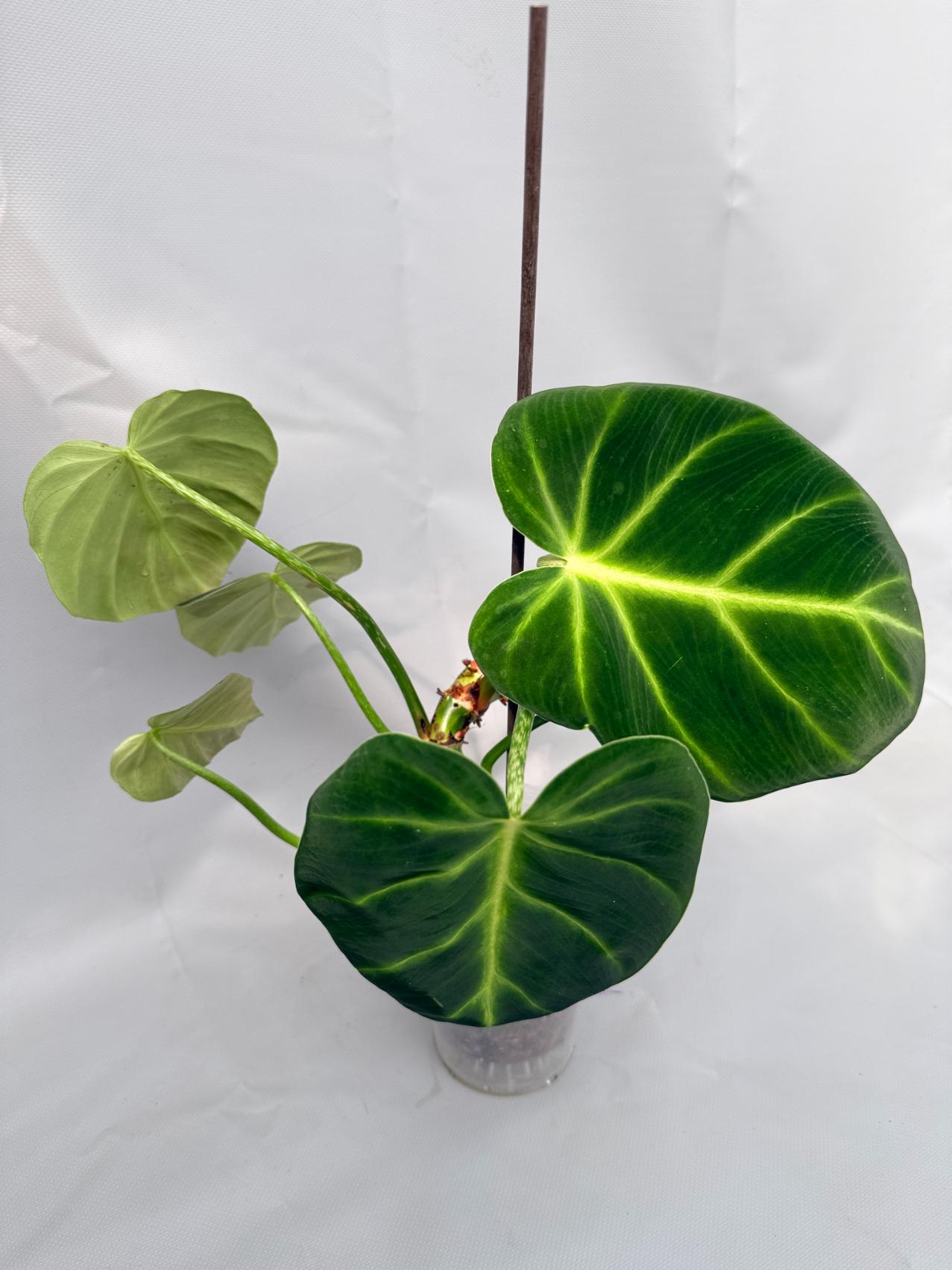 Philodendron Luxurians 02