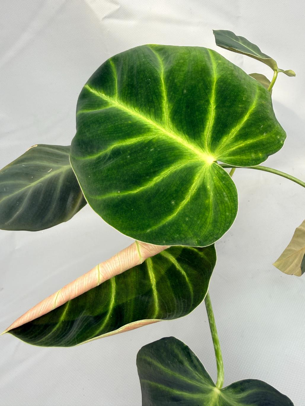 Philodendron Luxurians 07
