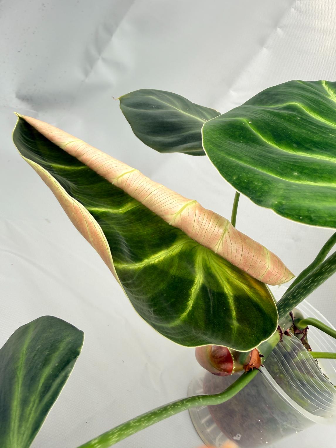 Philodendron Luxurians 08
