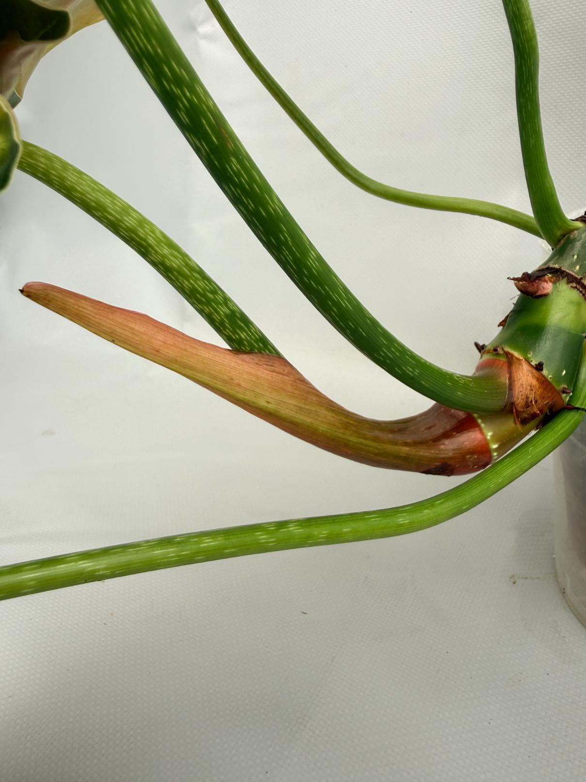 Philodendron Luxurians 09