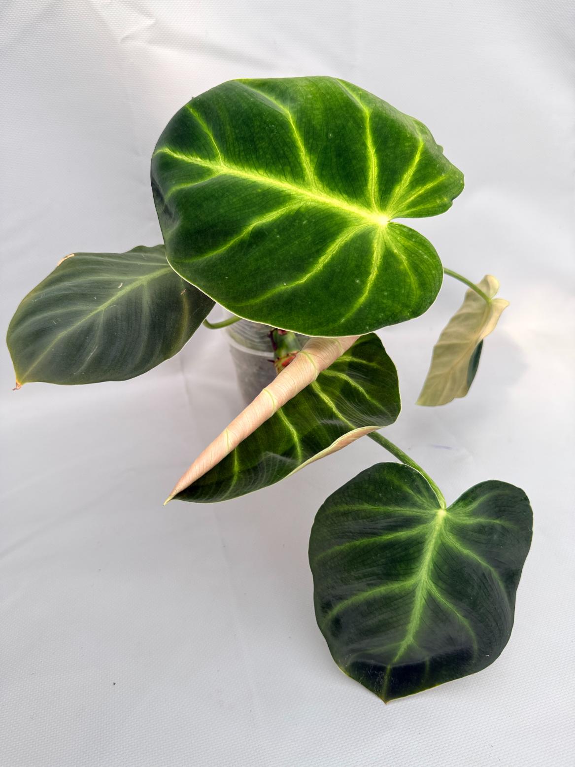 Philodendron Luxurians 01