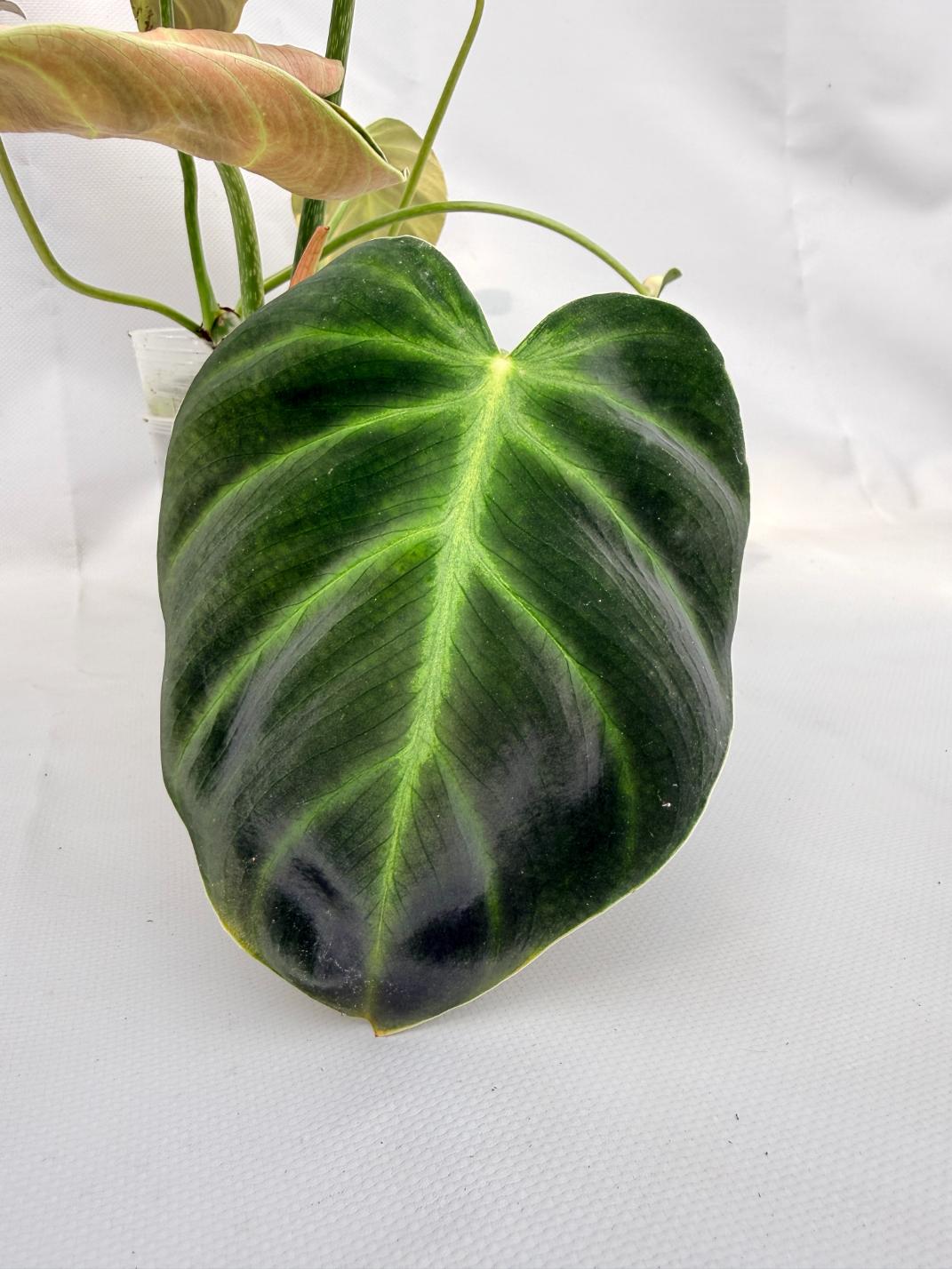 Philodendron Luxurians 02