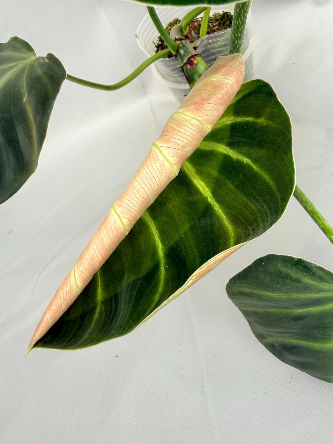 Philodendron Luxurians 03