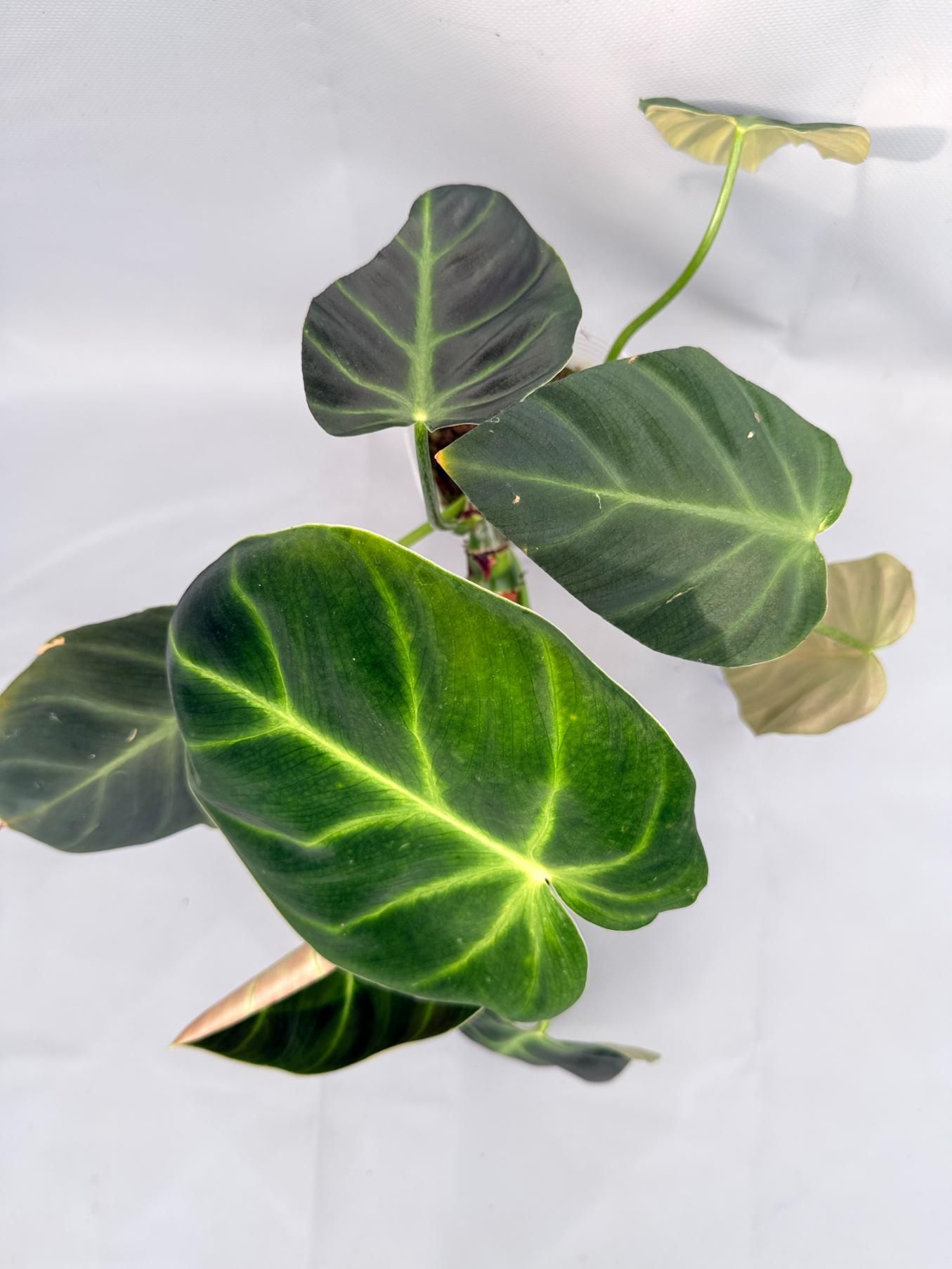 Philodendron Luxurians 04