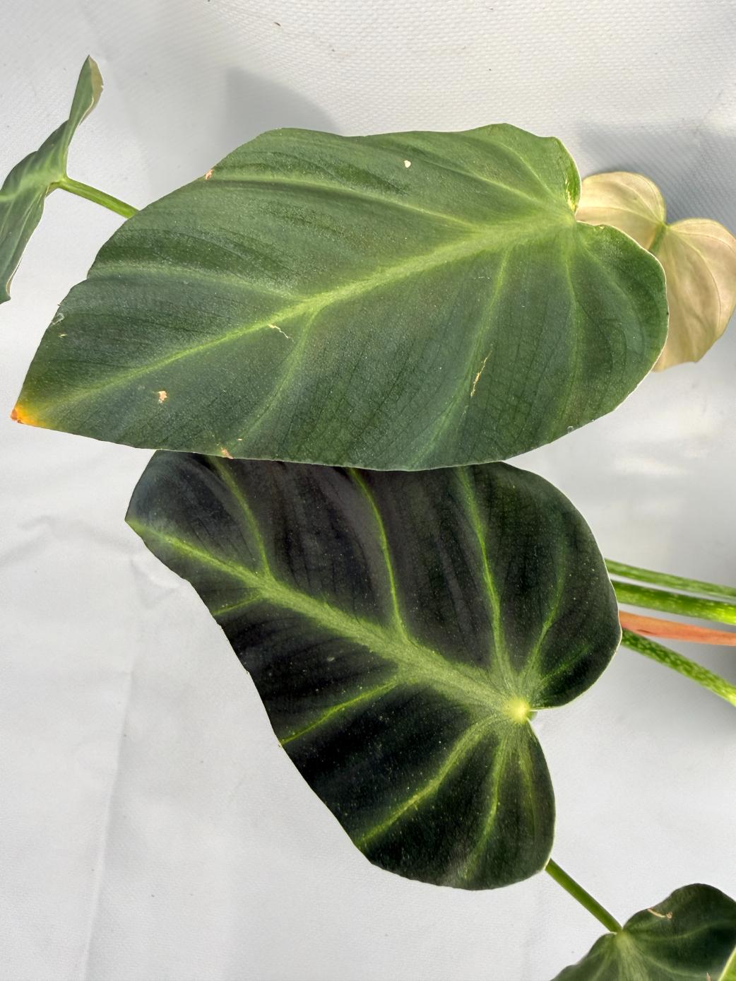Philodendron Luxurians 05