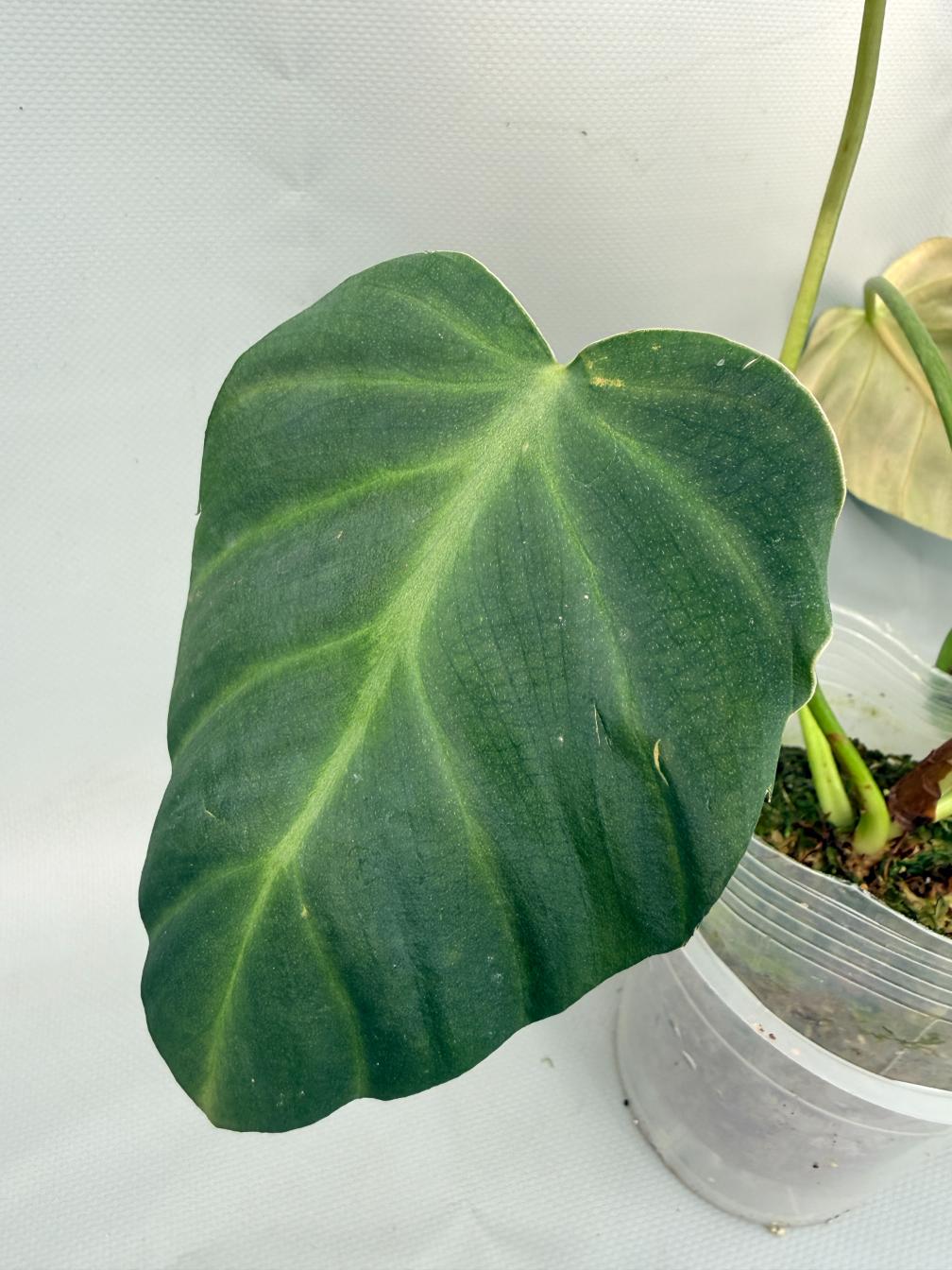 Philodendron Luxurians 06