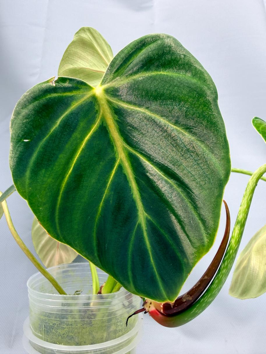 Philodendron Luxurians