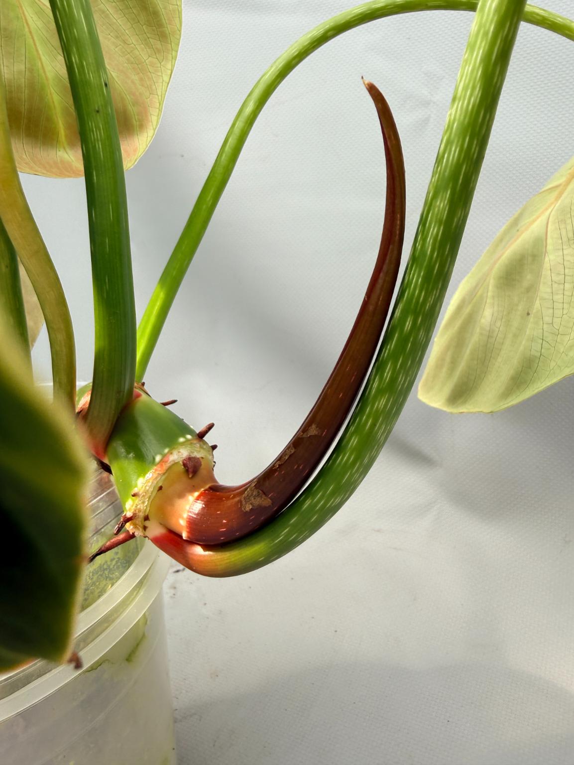 philodendron luxurians radiante Philodendron Luxurians