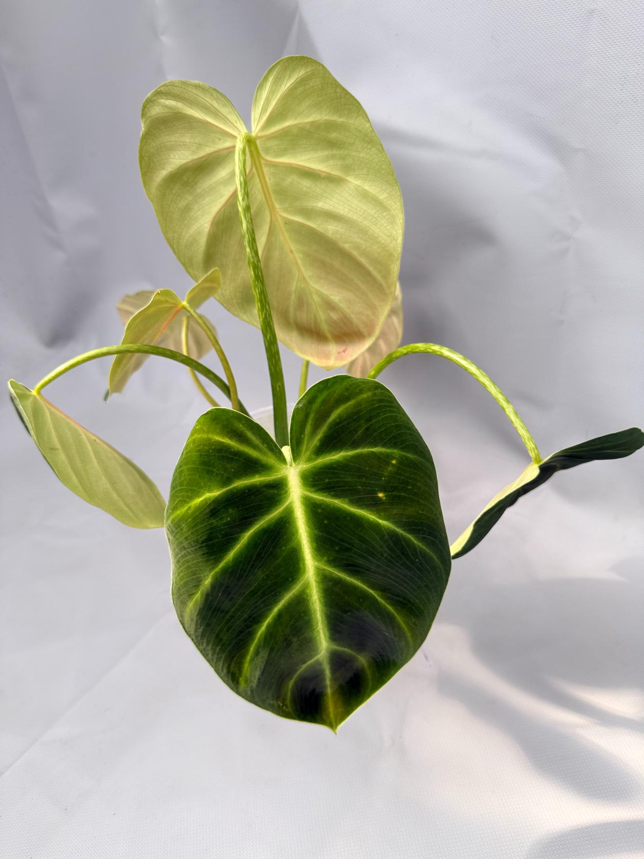 Philodendron Luxurians