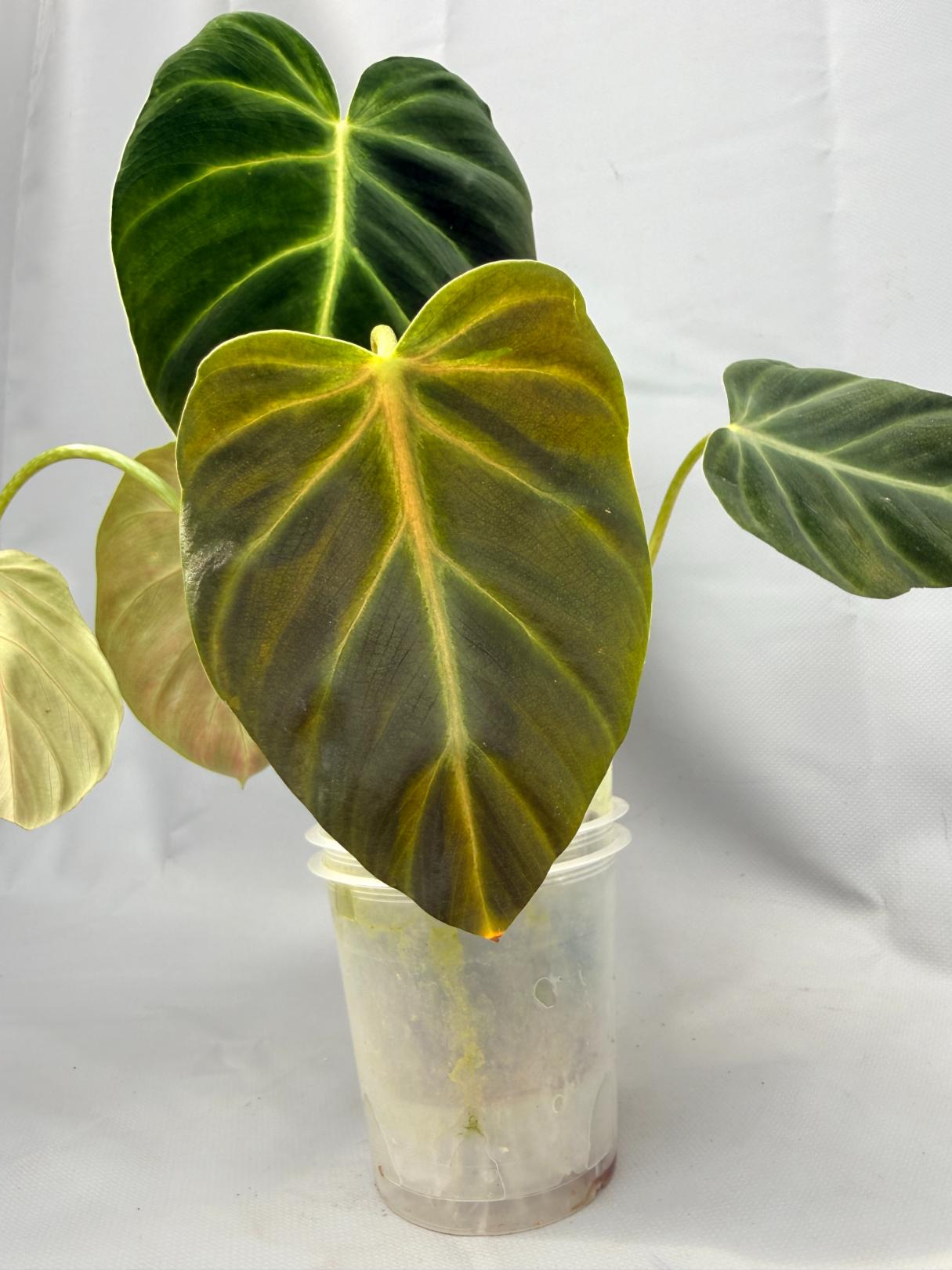 philodendron luxurians chocolate Philodendron Luxurians