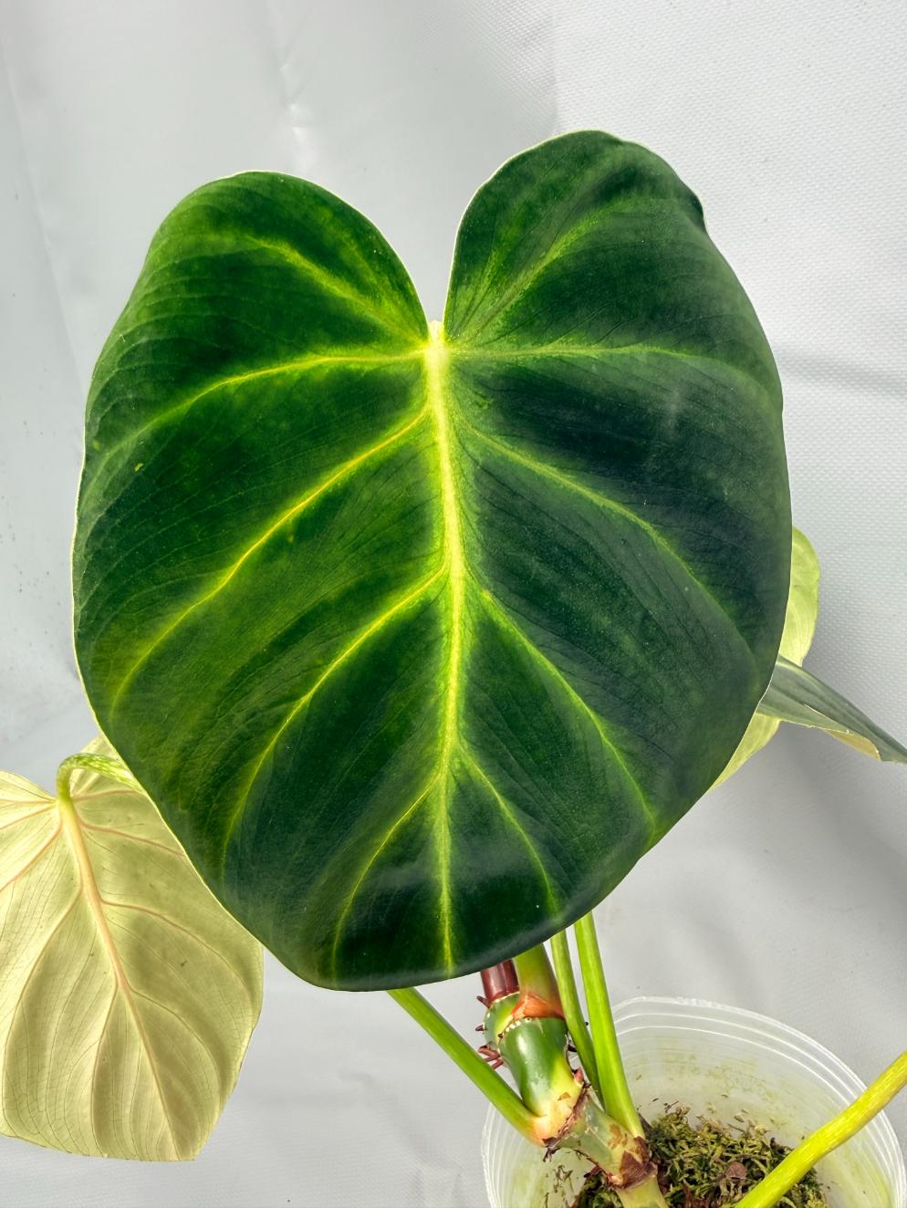 philodendron luxurians chocolate Philodendron Luxurians
