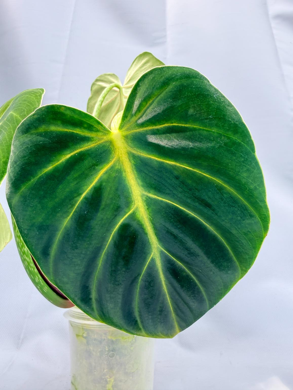 philodendron luxurians care Philodendron Luxurians