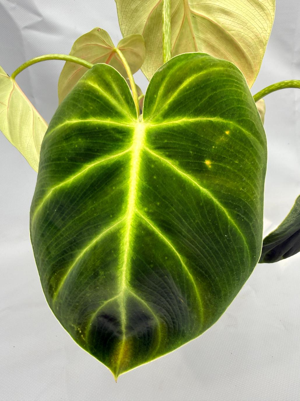 philodendron luxurian Philodendron Luxurians