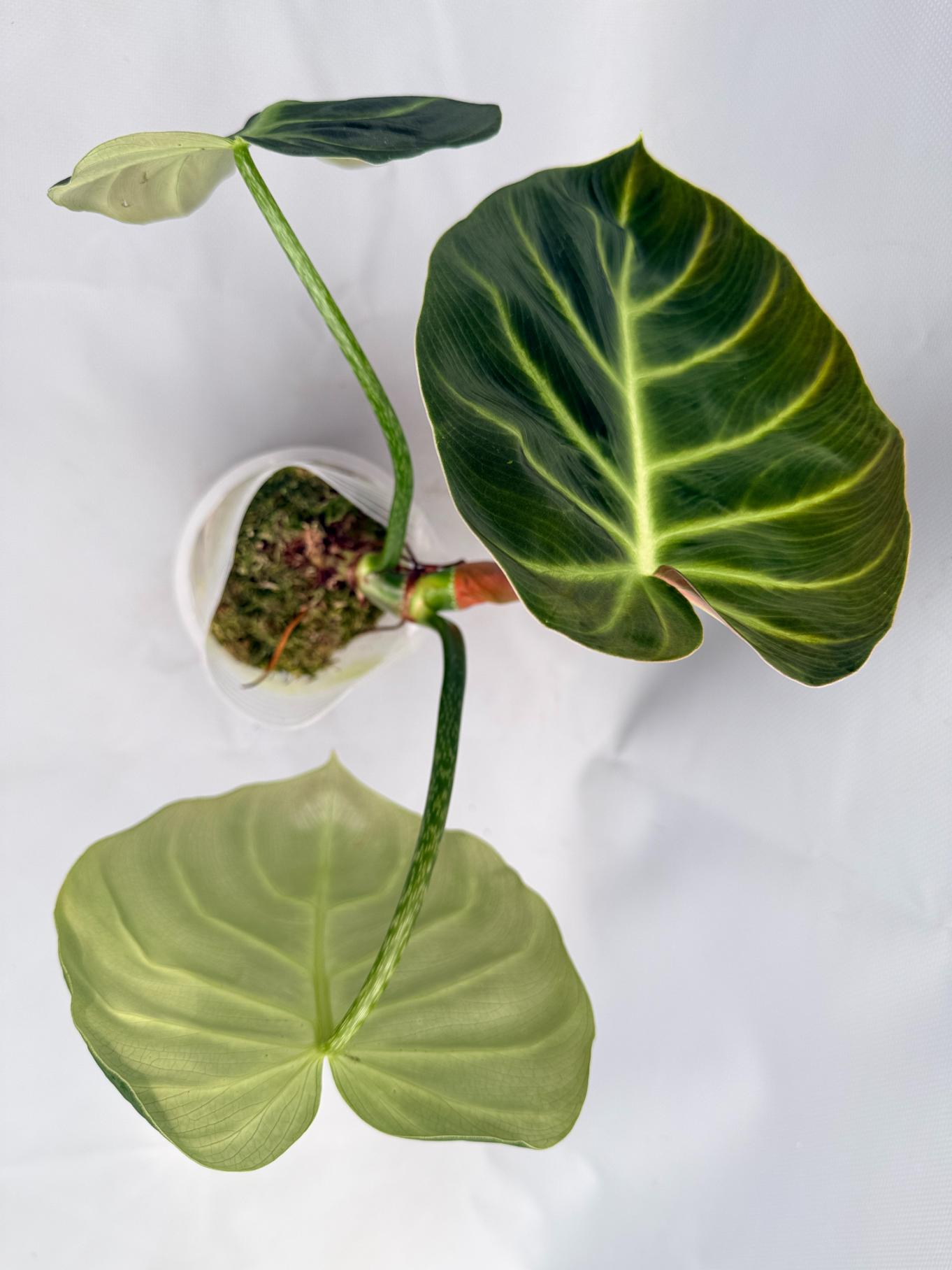 Philodendron Luxurians