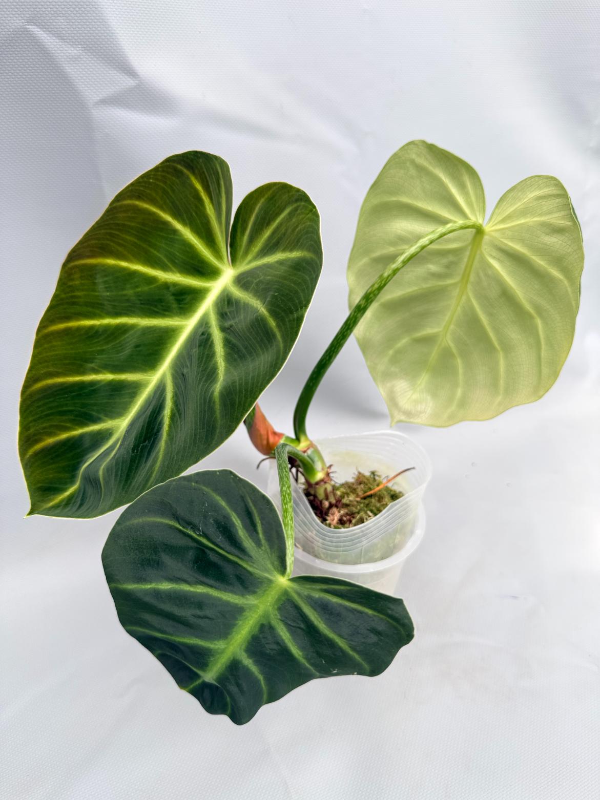 Philodendron Luxurians