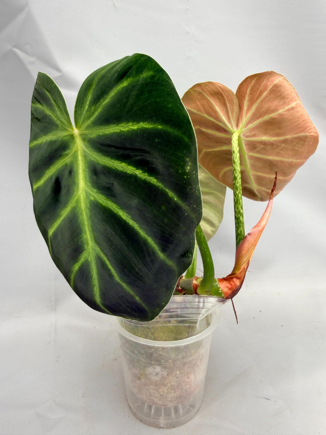 Philodendron Luxurians