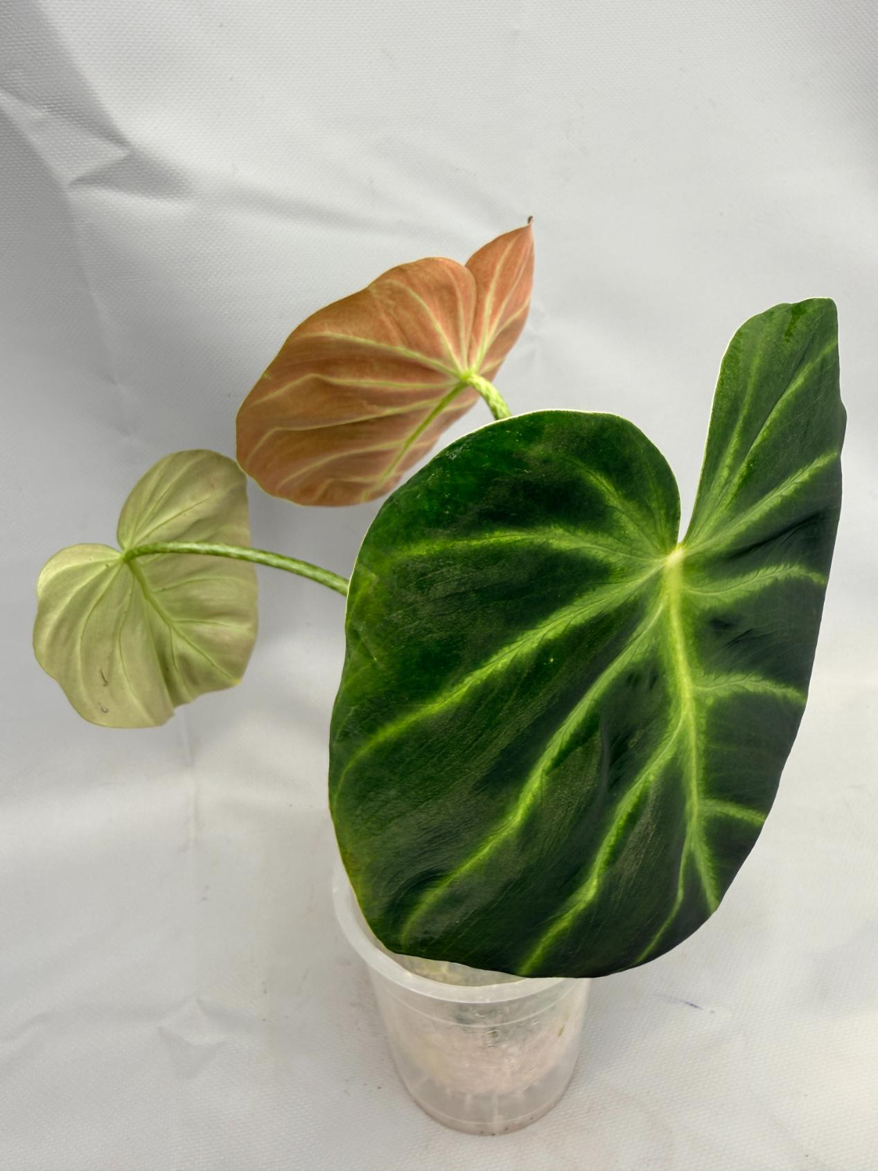 Philodendron Luxurians