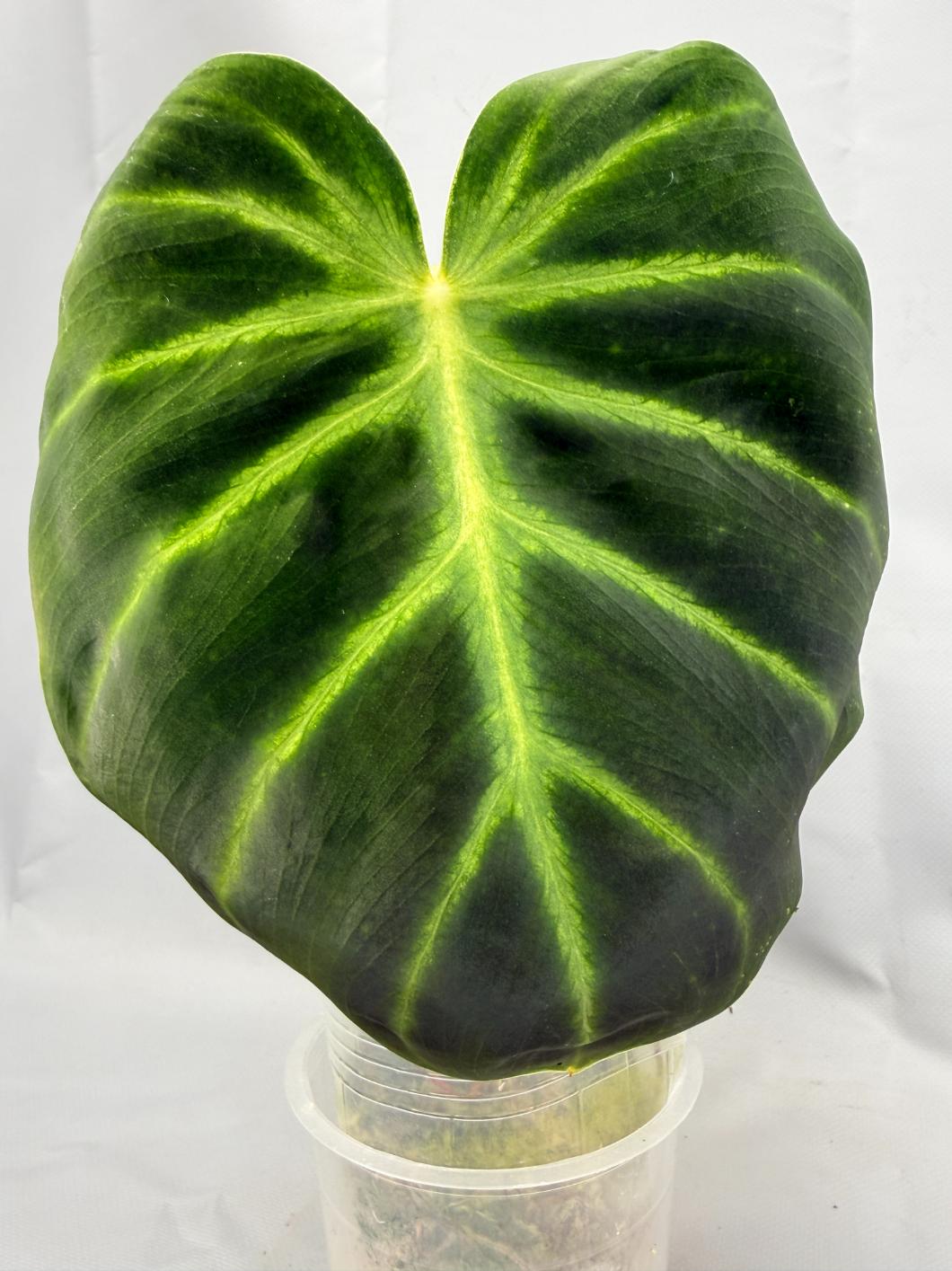 Philodendron Luxurians