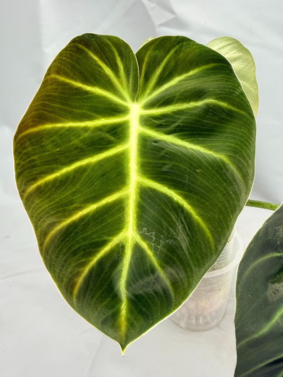 Philodendron Luxurians