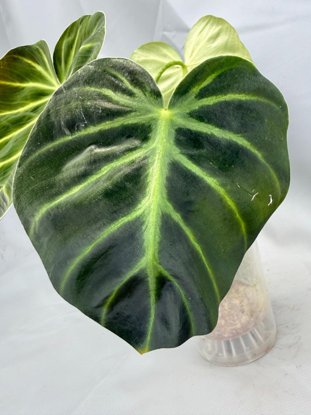 Philodendron Luxurians