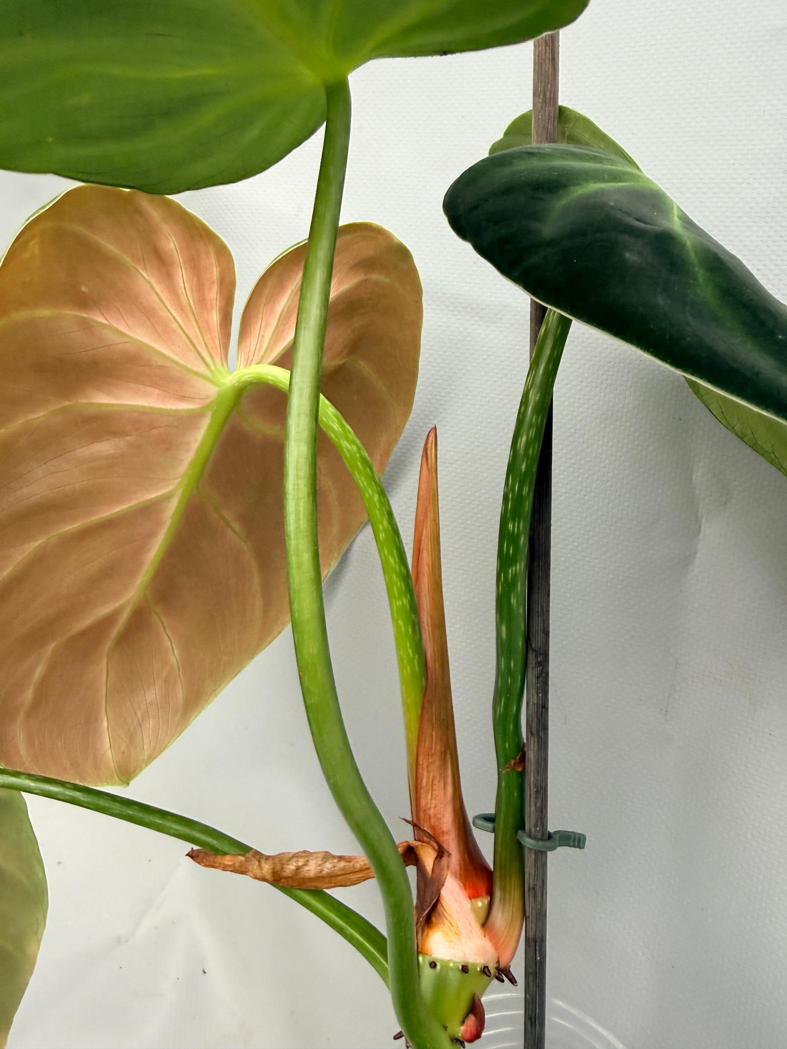 Philodendron Luxurians 09