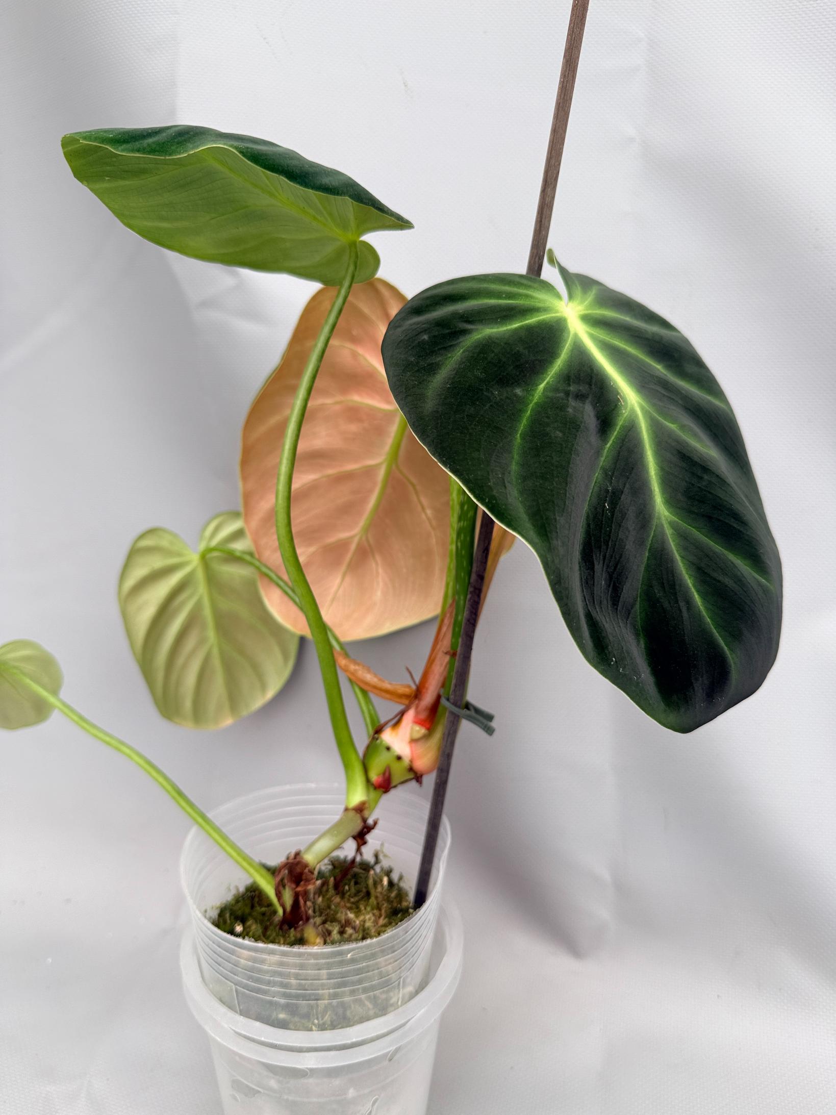 Philodendron Luxurians 01