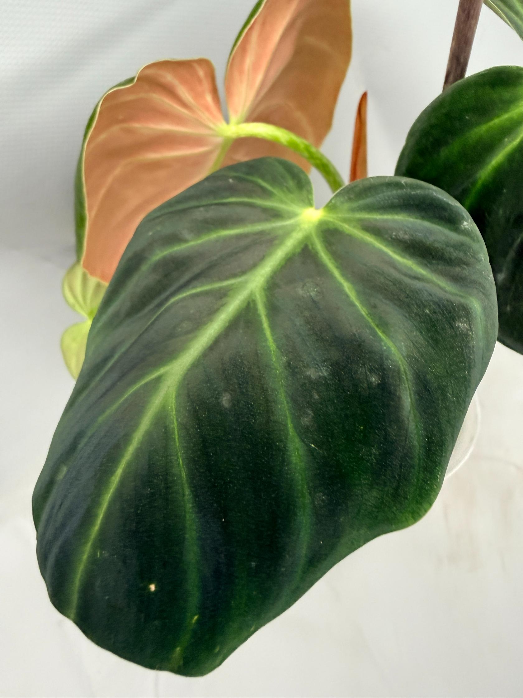 Philodendron Luxurians 03