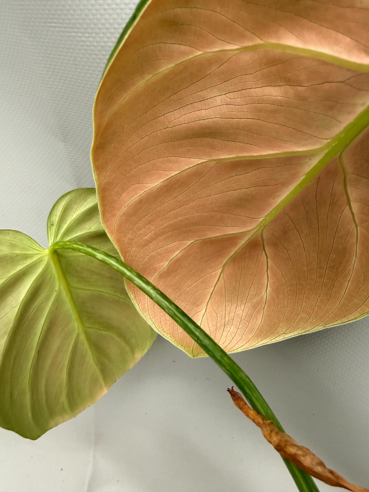 Philodendron Luxurians 04