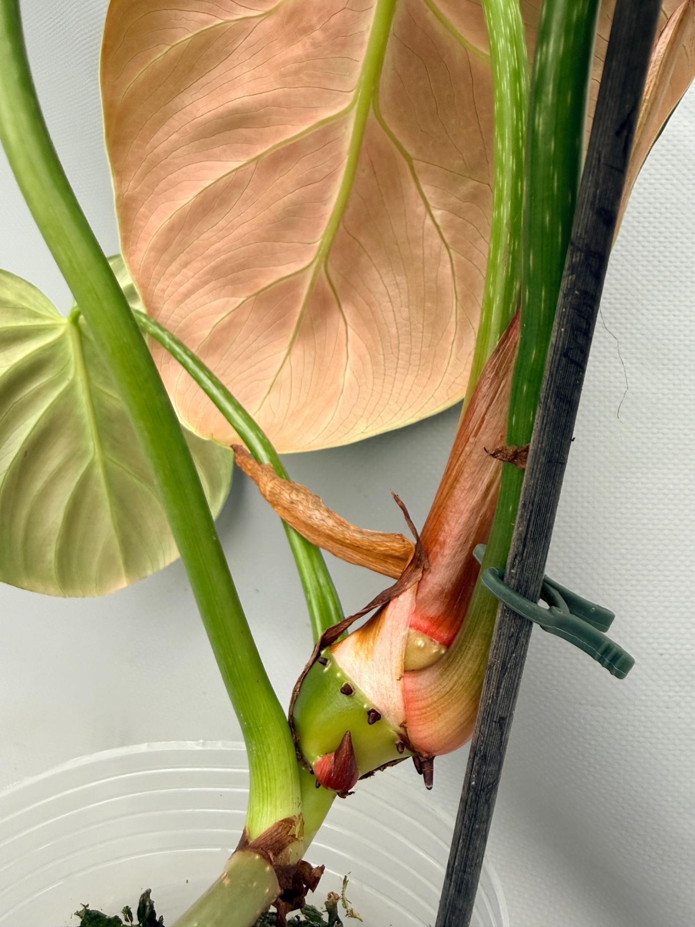 Philodendron Luxurians 05