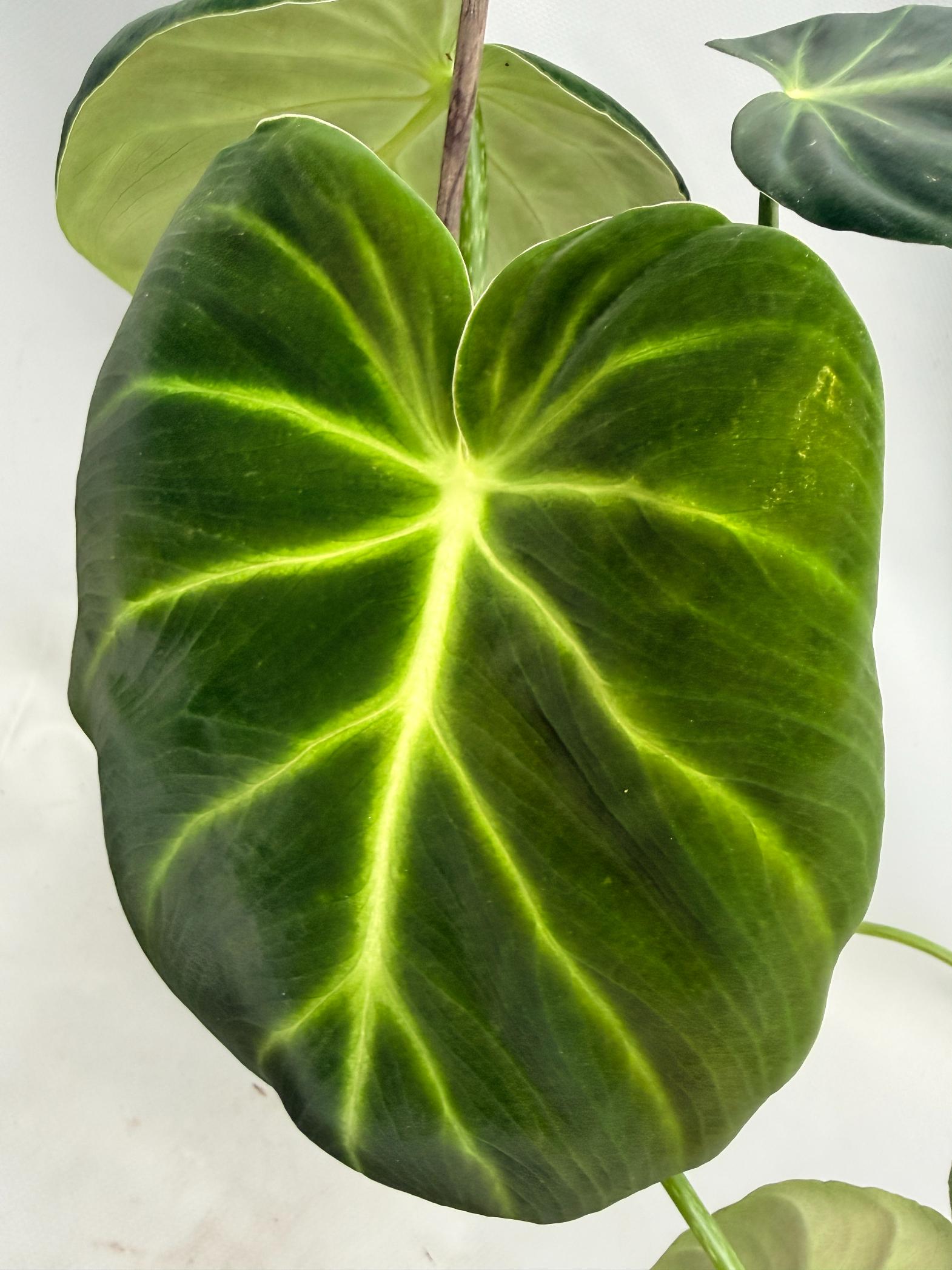 Philodendron Luxurians 07