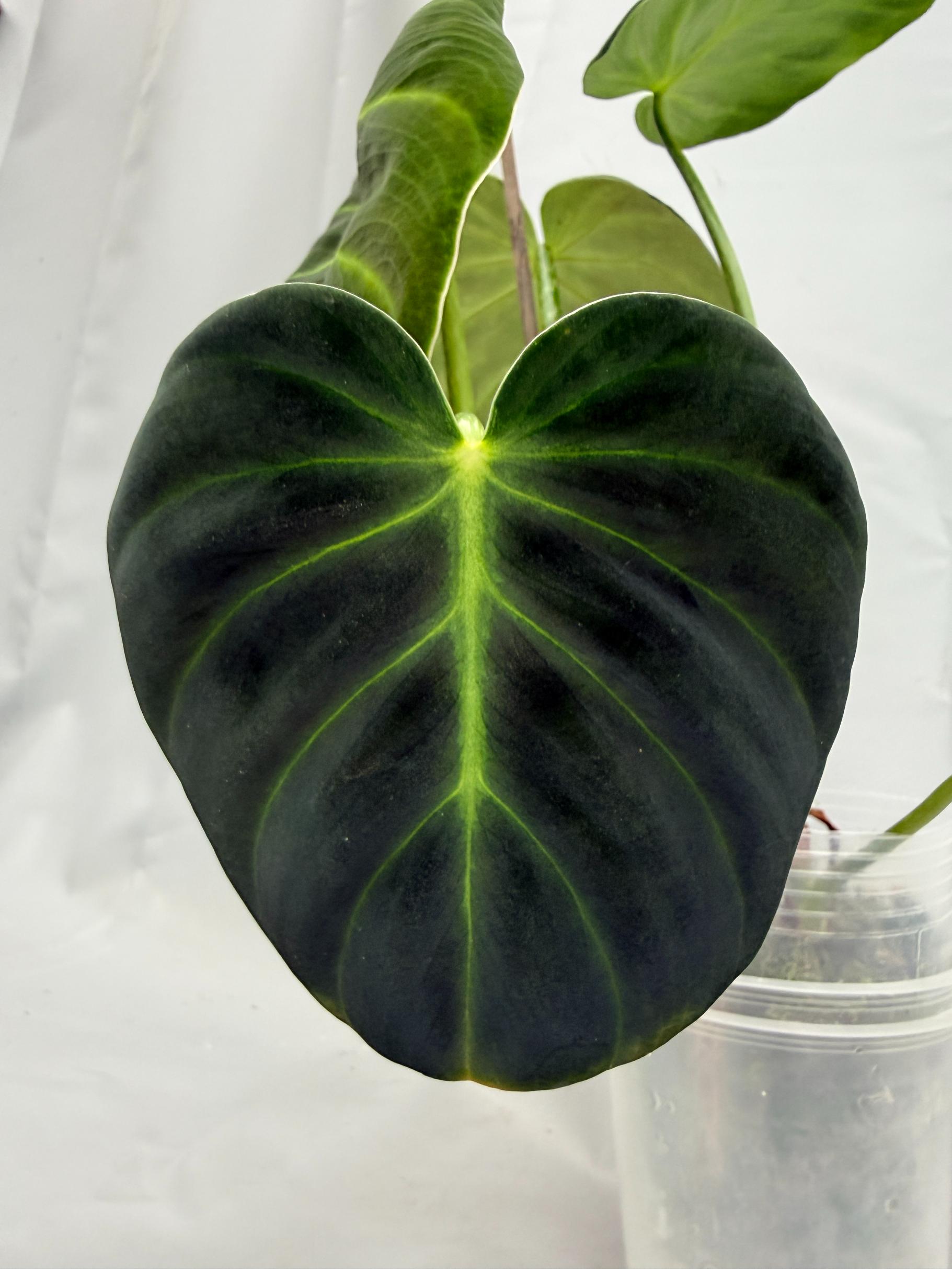 Philodendron Luxurians 08