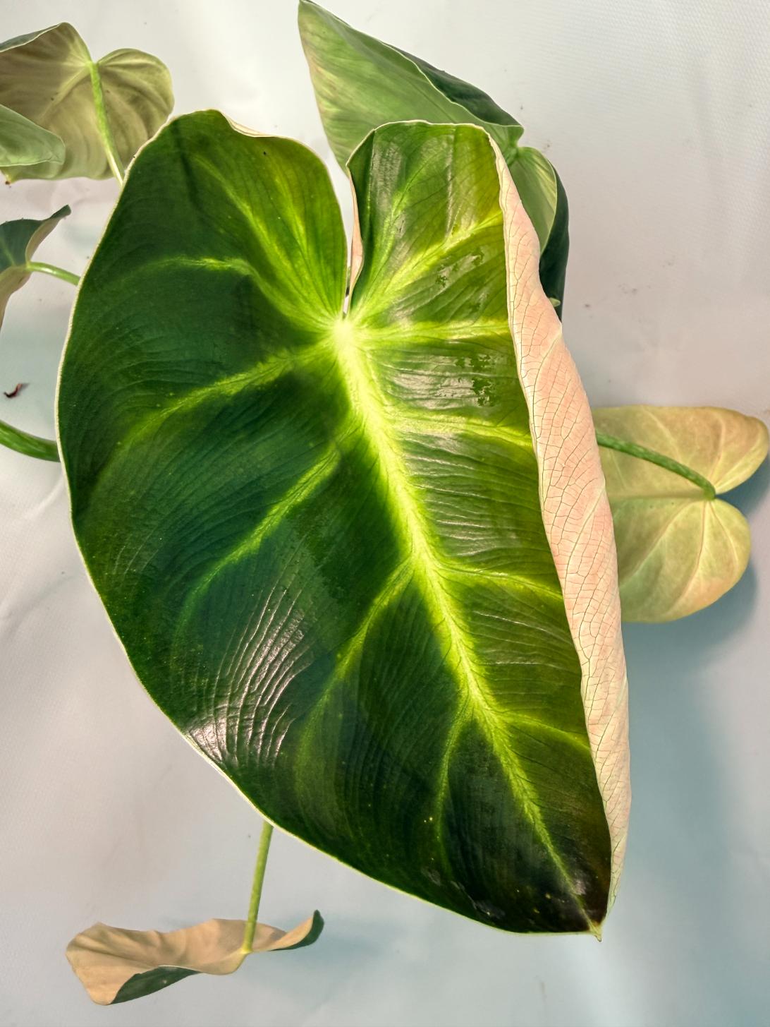 Philodendron Luxurians 08