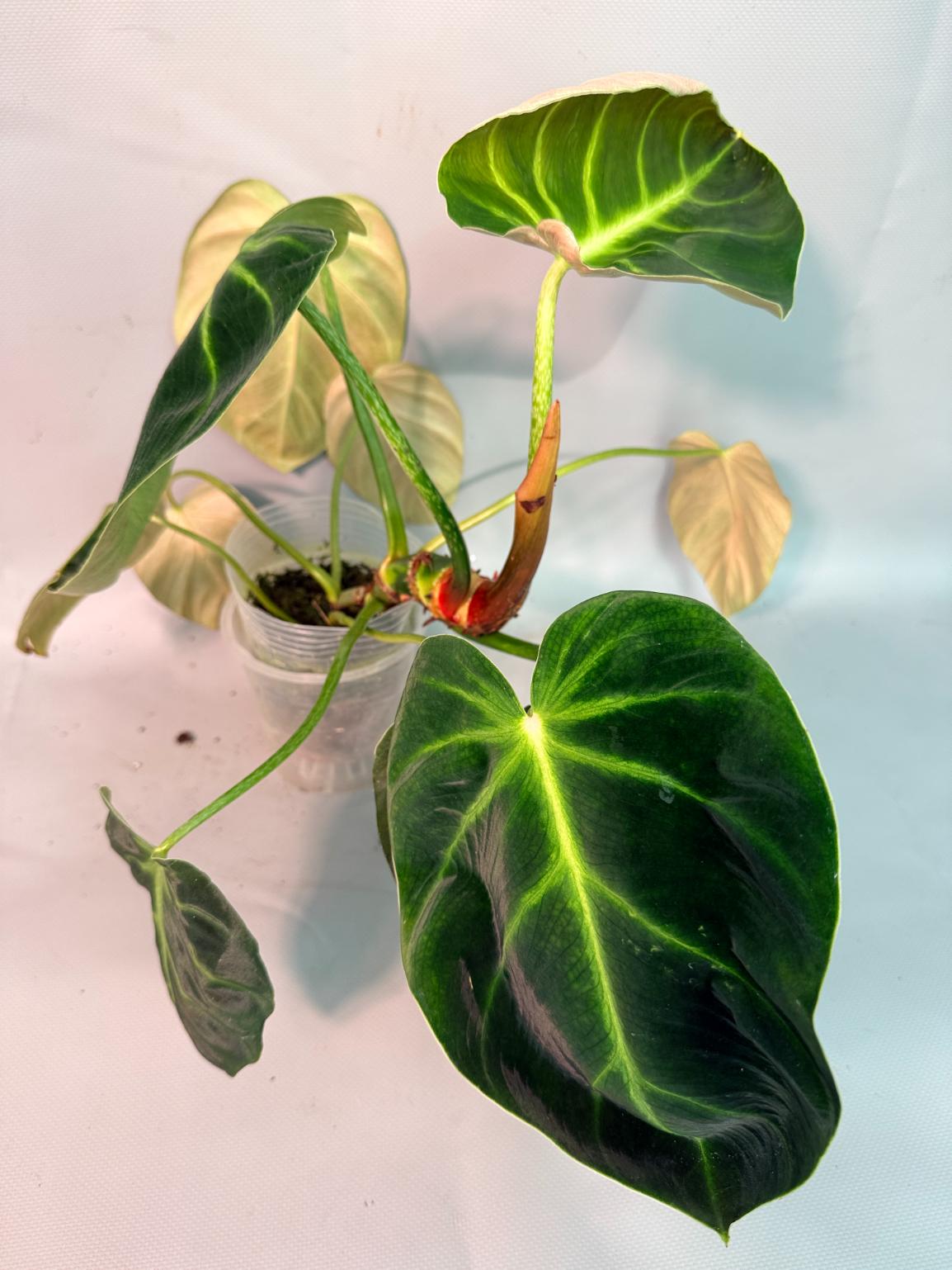 Philodendron Luxurians 09