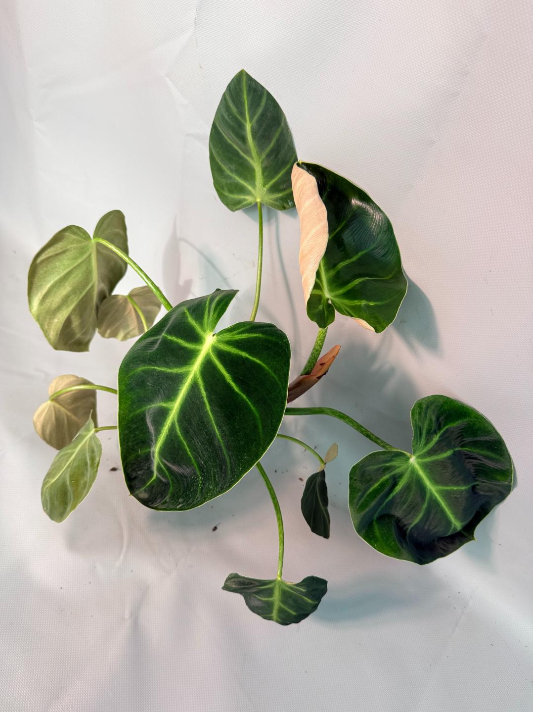 Philodendron Luxurians 01