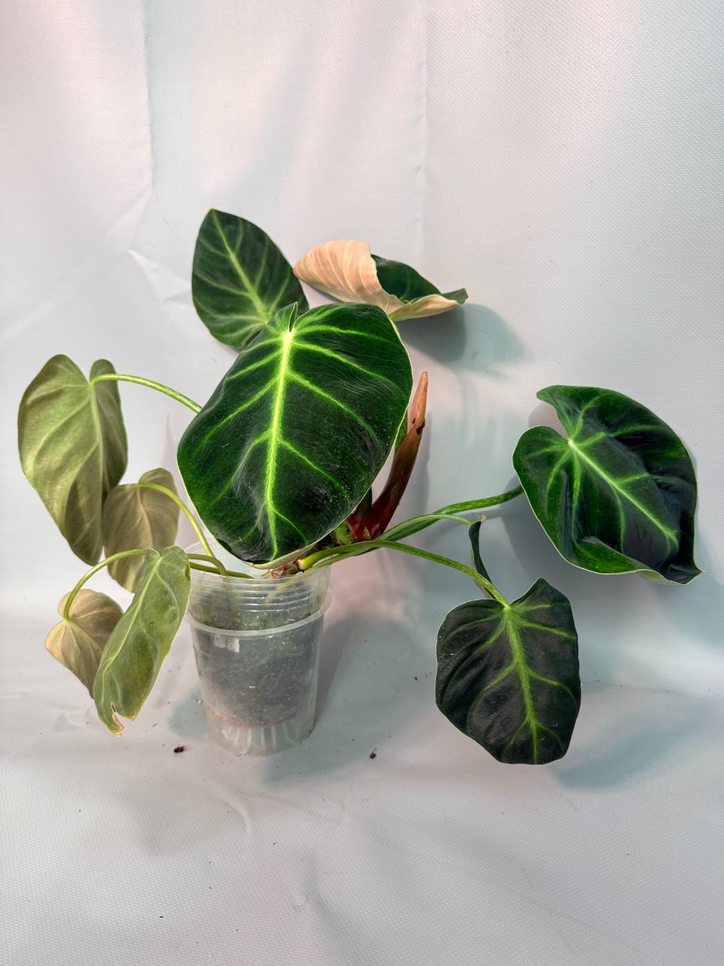 Philodendron Luxurians 02
