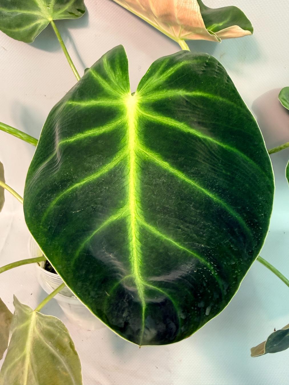 Philodendron Luxurians 03