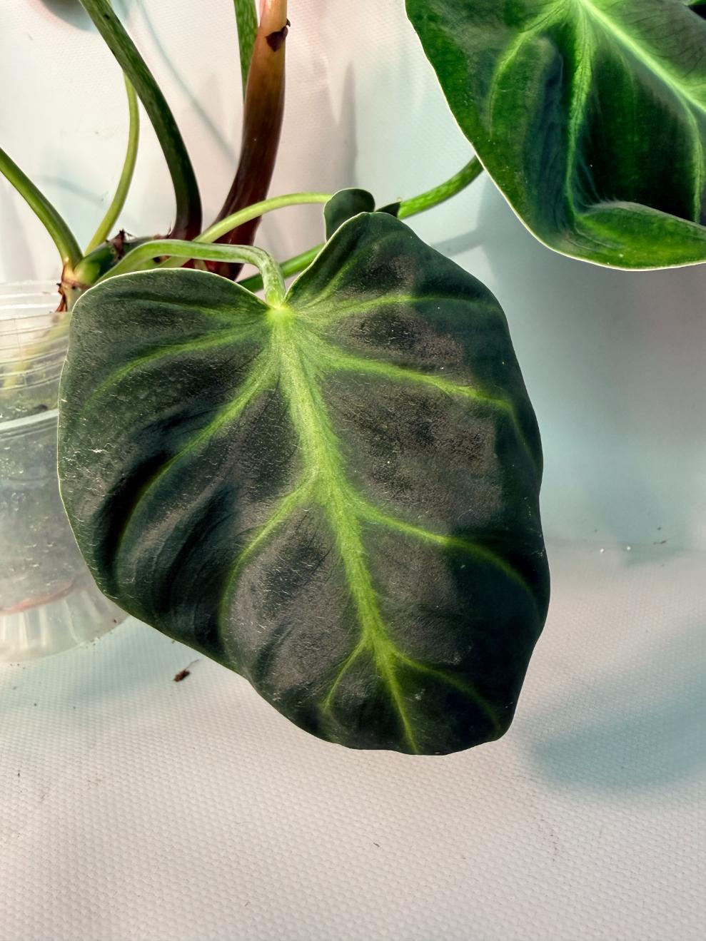 Philodendron Luxurians 04