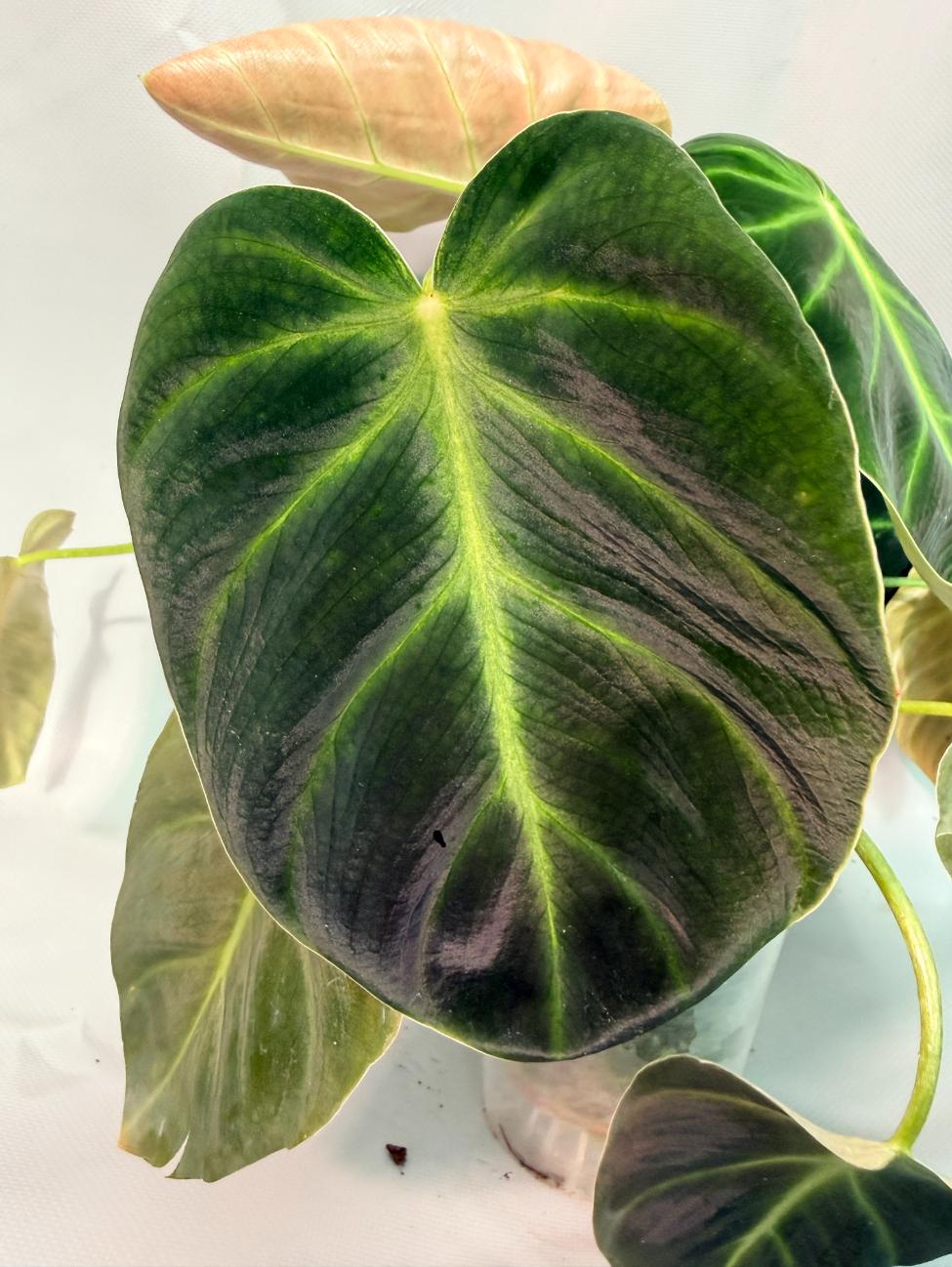 Philodendron Luxurians 05