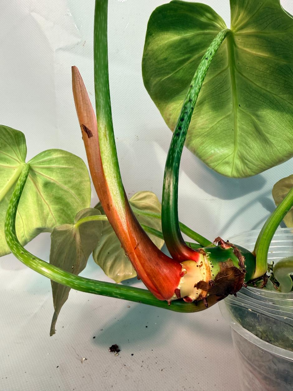 Philodendron Luxurians 06