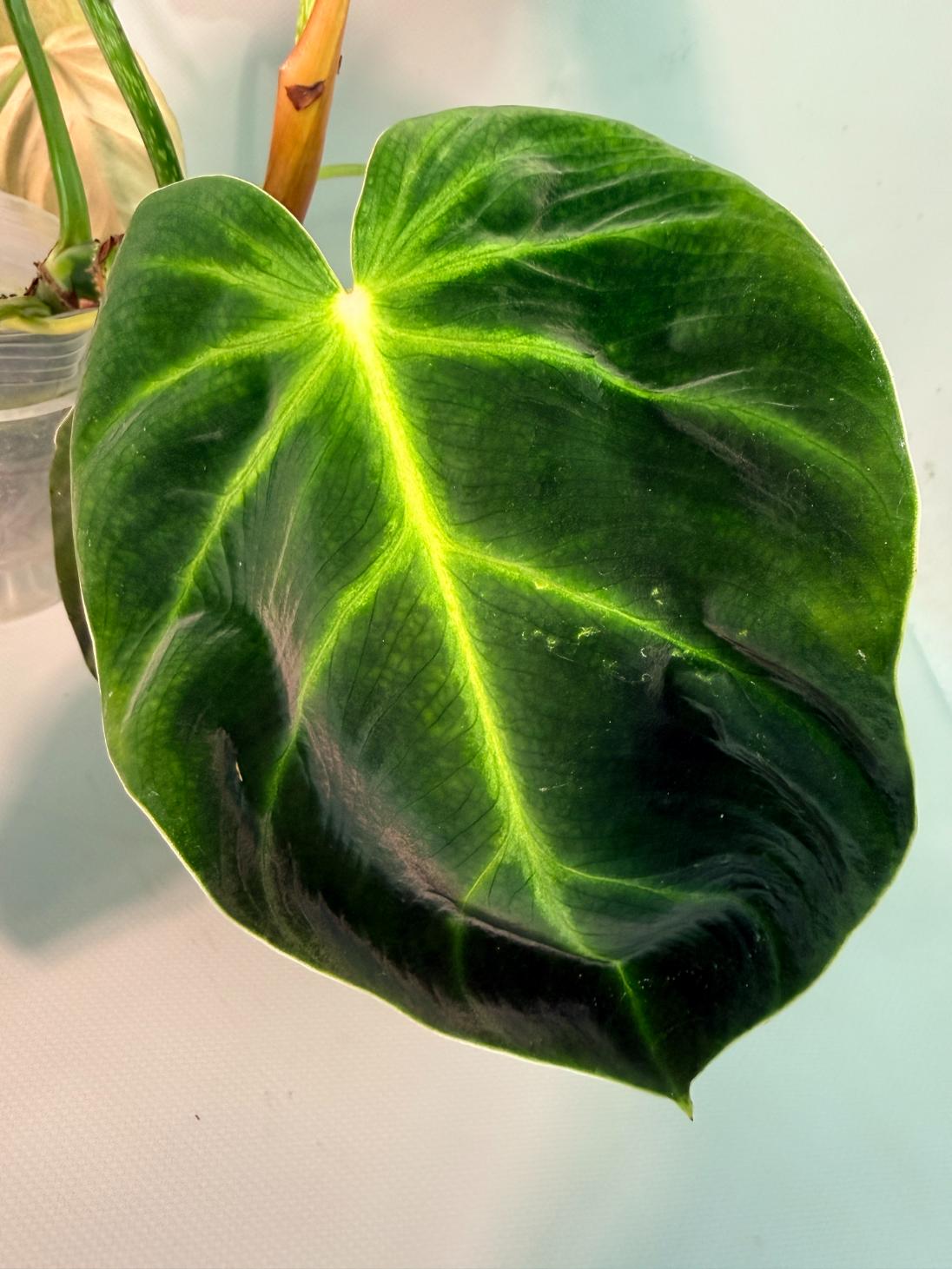 Philodendron Luxurians 07